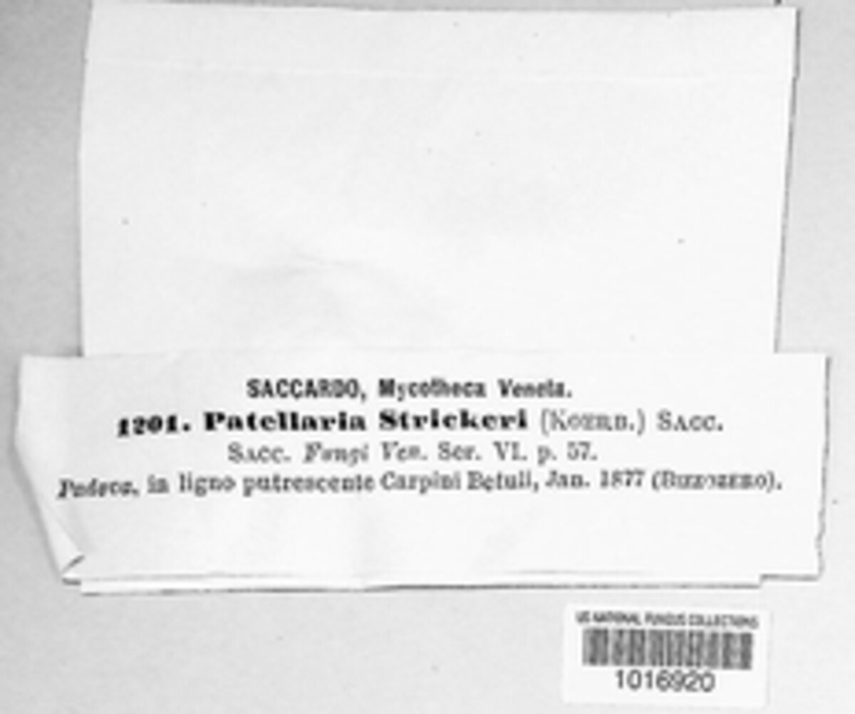 Patellaria strickeri image